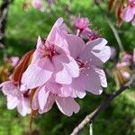 Prunus sargentii Цветок