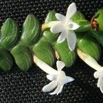 Angraecum distichum പുഷ്പം