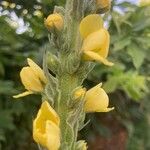 Verbascum densiflorumŽiedas