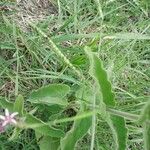 Oxypetalum solanoides Blad