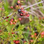 Vaccinium myrsinites ഫലം