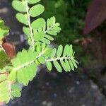 Phyllanthus niruri Leaf