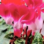 Cyclamen spp. Habitus