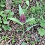 Fritillaria tubaeformis Õis