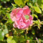 Rosa sempervirens Кветка