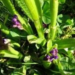 Anacamptis morio Leaf