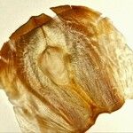 Welwitschia mirabilis Frucht