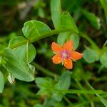 Lysimachia arvensisFlower