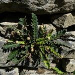 Asplenium ceterach整株植物