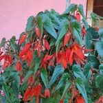 Begonia boliviensisЦветок