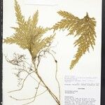 Selaginella parkeri Лист