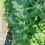 Chenopodium ficifolium Leaf