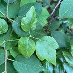 Clematis ligusticifolia Hoja