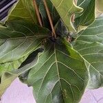 Ficus lyrata ᱥᱟᱠᱟᱢ