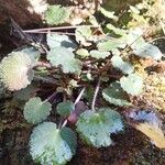 Saxifraga hirsuta Hoja