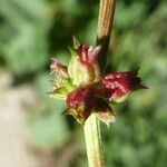 Rumex spinosus Owoc