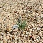 Corynephorus canescens Blatt