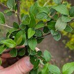 Cotoneaster dielsianus ഇല