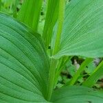 Cypripedium calceolus Fuelha