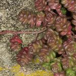 Sedum anglicum Fuelha