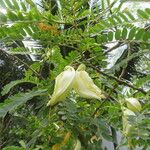 Sesbania grandiflora Хабит