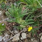 Ajuga chamaepitys Kukka