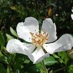 Rosa sempervirens Flor