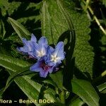 Buglossoides gastonii その他の提案