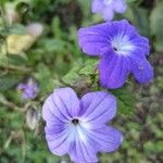 Browallia speciosa Floare