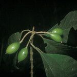 Siparuna decipiens Meyve