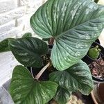 Philodendron mamei Лист