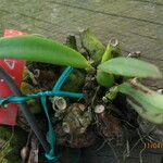 Bulbophyllum pumilum Folha