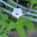 Ipomoea lacunosa Floare