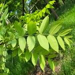 Juglans cinerea Blad