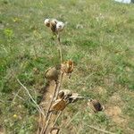 Helianthemum ledifolium Плод