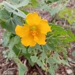 Pavonia burchellii Цвят