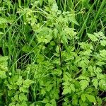 Chaerophyllum temulum Habit