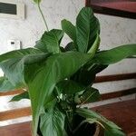 Spathiphyllum floribundum Φύλλο