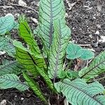 Rumex sanguineus Blatt
