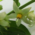 Solanum nudum Flower