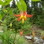 Aquilegia canadensisBlüte