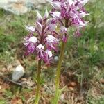 Orchis simiaCvet