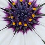 Dimorphotheca pluvialis Virág