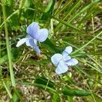 Viola elatior 花