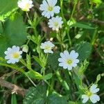 Stellaria palustris花