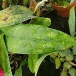 Cattleya spp. Лист