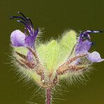 Trichostema oblongum Çiçek
