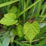 Ampelopsis glandulosa Lehti