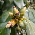 Camellia japonica Bloem