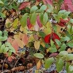 Vaccinium arctostaphylos Агульны выгляд